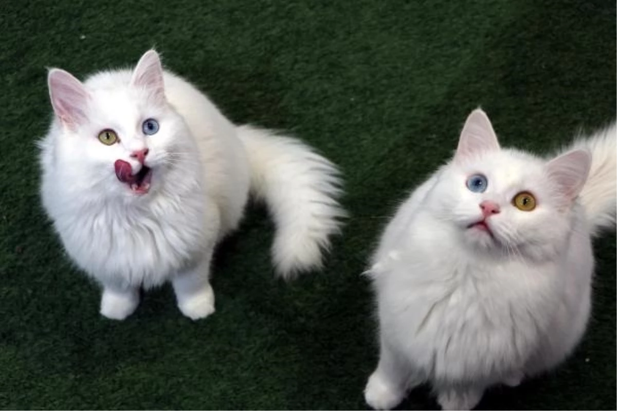 Van Kedi Villası, yarıyıl tatilinde ziyaretçilerini ağırlıyor