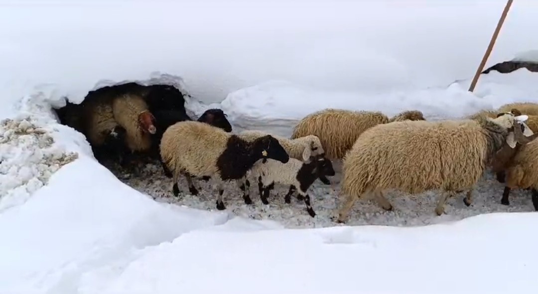 Bahçesaray’da kar etkili oluyor: Koyunlar kar yığını altından böyle çıktı