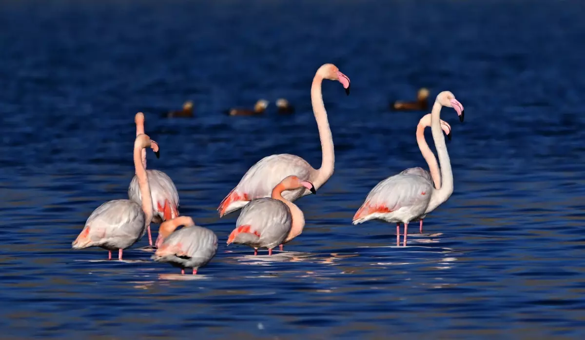 Van Gölü Havzası’nda Flamingolar Kışın da Konaklıyor