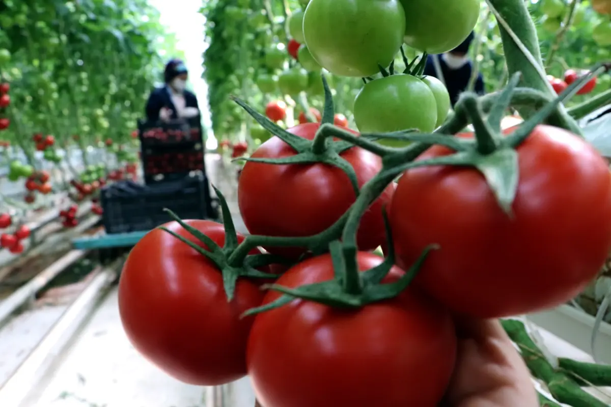 Çaldıran’da Jeotermal Enerji ile Domates Üretimi Devam Ediyor