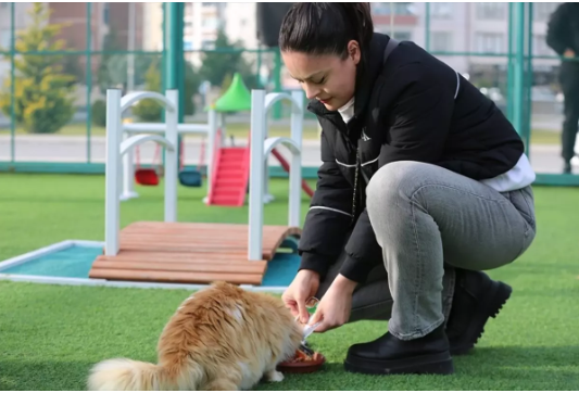 Kedi Kasabası 42 Bin Ziyaretçi Ağırladı