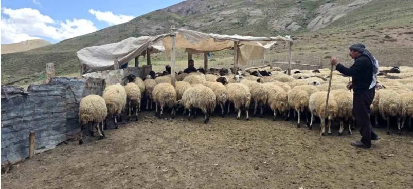 Taşdemir Ailesi’nin Zorlu Hayvancılık Mücadelesi