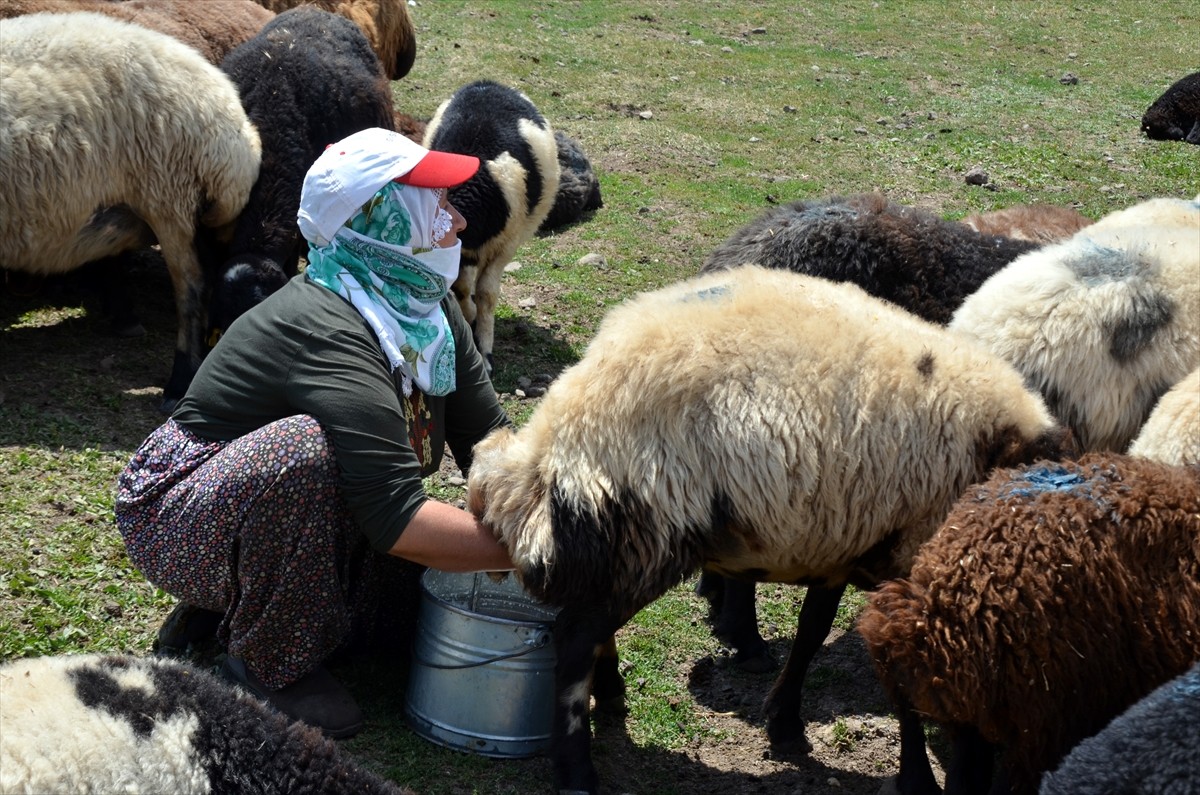 Erciş Yaylasında Peynir Yapımı
