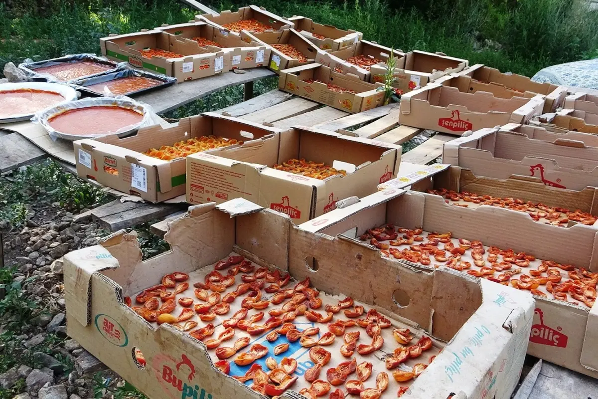 Bu sene verim yüksek! Van’da kayısının kilosu 300 TL’ye satılıyor