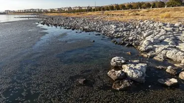 Van Gölü’nde Yosunlaşma Sorunu