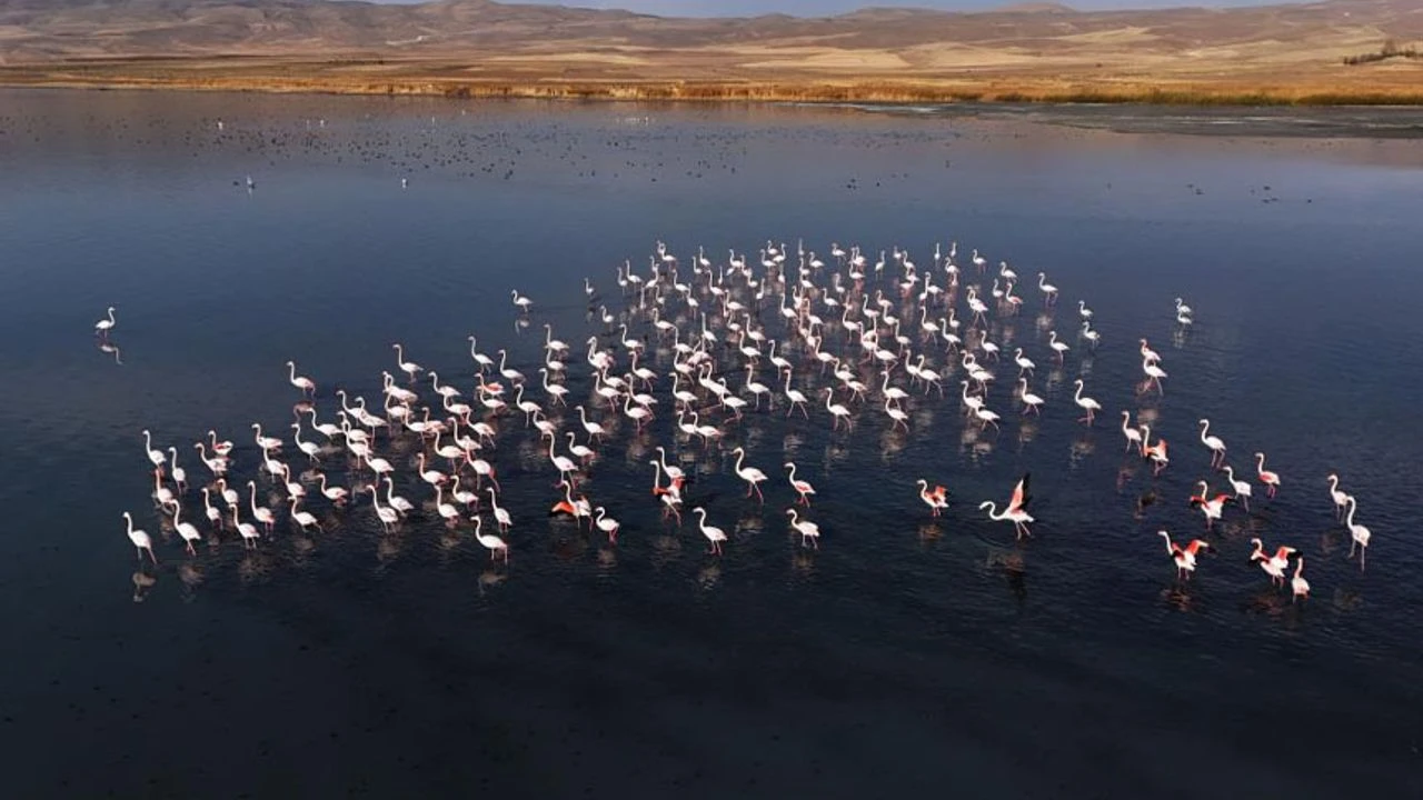 Flamingolar, Erçek Gölü’ndeki konaklama süresini uzattı