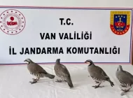 Erciş’te 4 Keklik İçin 85 Bin Ceza