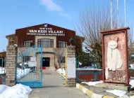 Van Kedilerinin Çiftleşme Dönemi Başladı