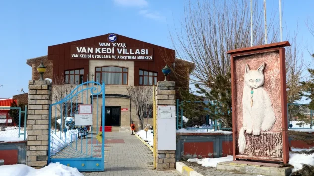 Van Kedilerinin Çiftleşme Dönemi Başladı