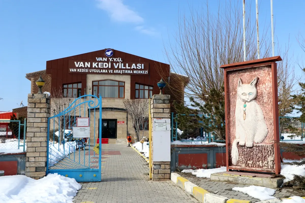 Van Kedilerinin Çiftleşme Dönemi Başladı