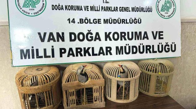 Van Gevaş’ta Kafes Avcılığı Yapan Şahsa Rekor Ceza!