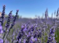 Van YYÜ Tıbbi Aromatik Bitkiler Bahçesi