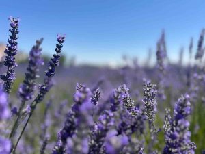 Van YYÜ Tıbbi Aromatik Bitkiler Bahçesi