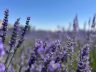 Van YYÜ Tıbbi Aromatik Bitkiler Bahçesi